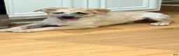 Mixed Breed dogs for sale: Mixed Breed 1 - Ad 4