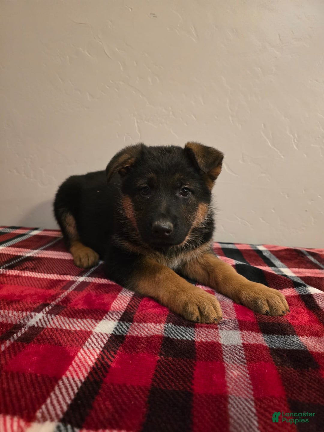 German Shepherd dogs for sale: Inka - Ad 3