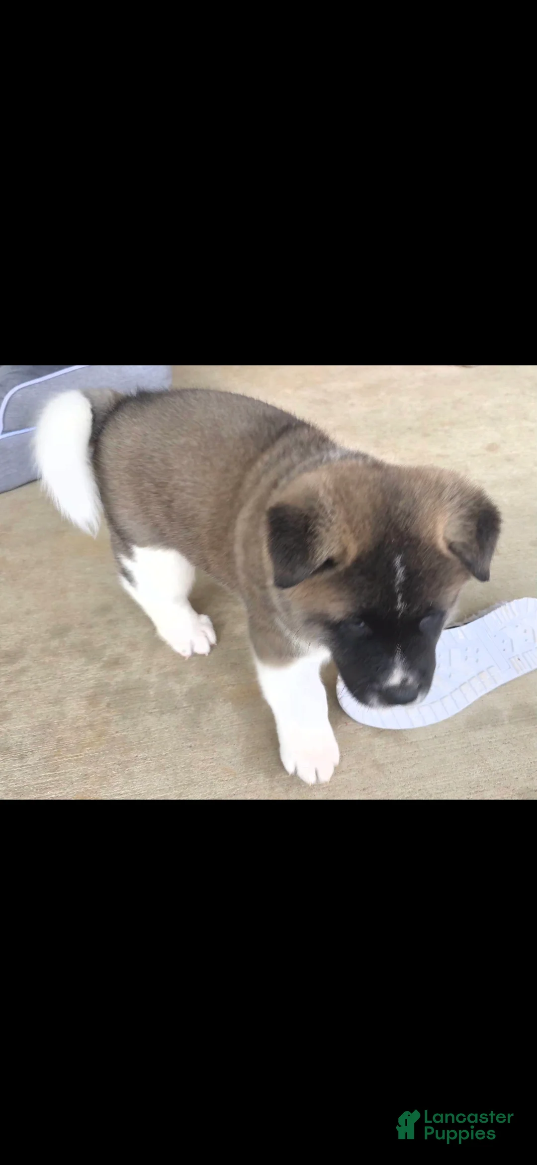 Akita dogs for sale: AKC Chance - Ad 7