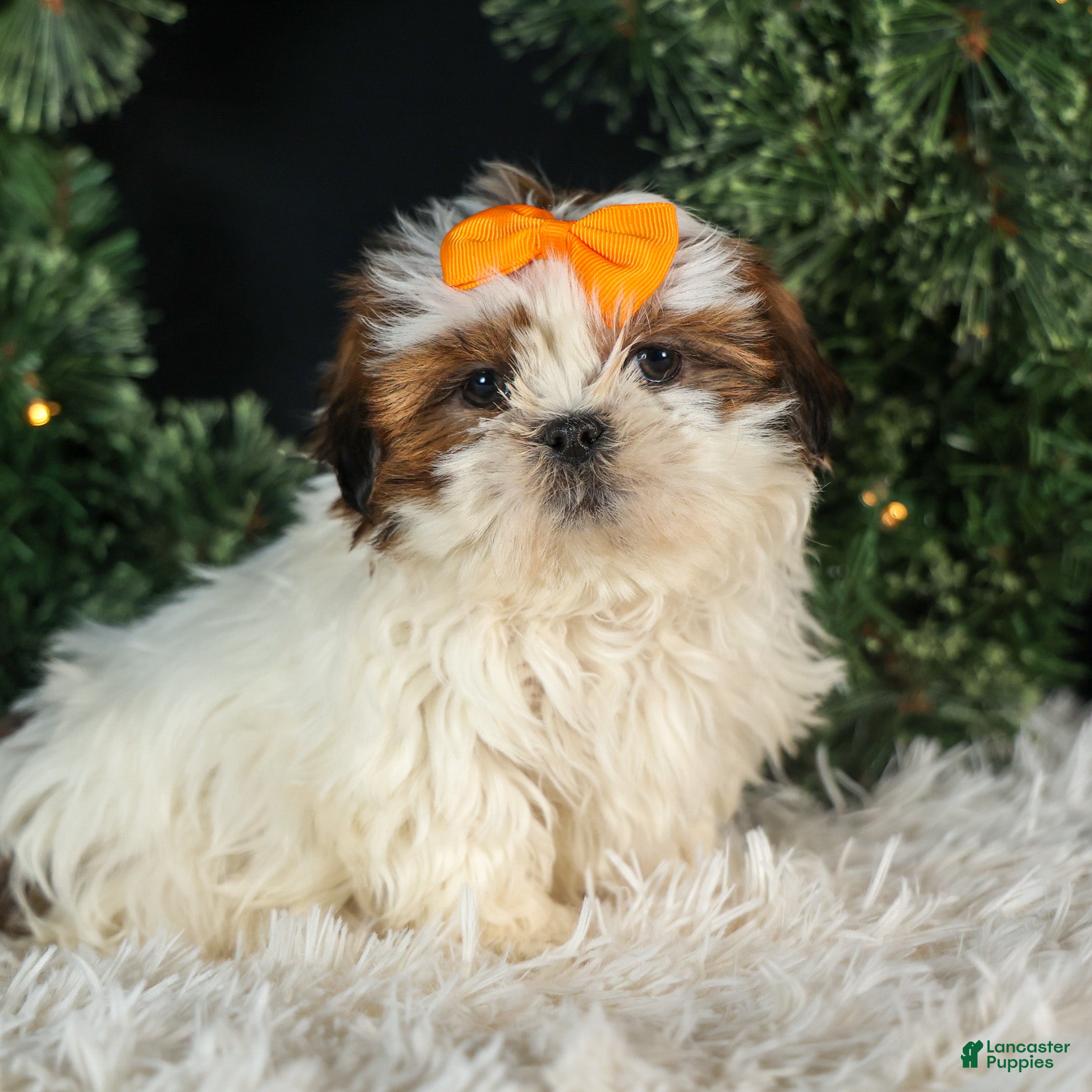 Shih Tzu dogs RANDY - Ad 31