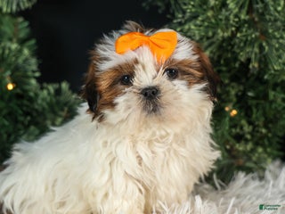 Shih Tzu dogs RANDY - Ad 1