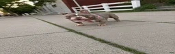 American Bully dogs for sale: Blue  - Ad 4