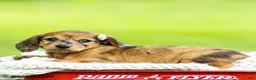 Miniature Dachshund dogs for sale: Brittany - Ad 3