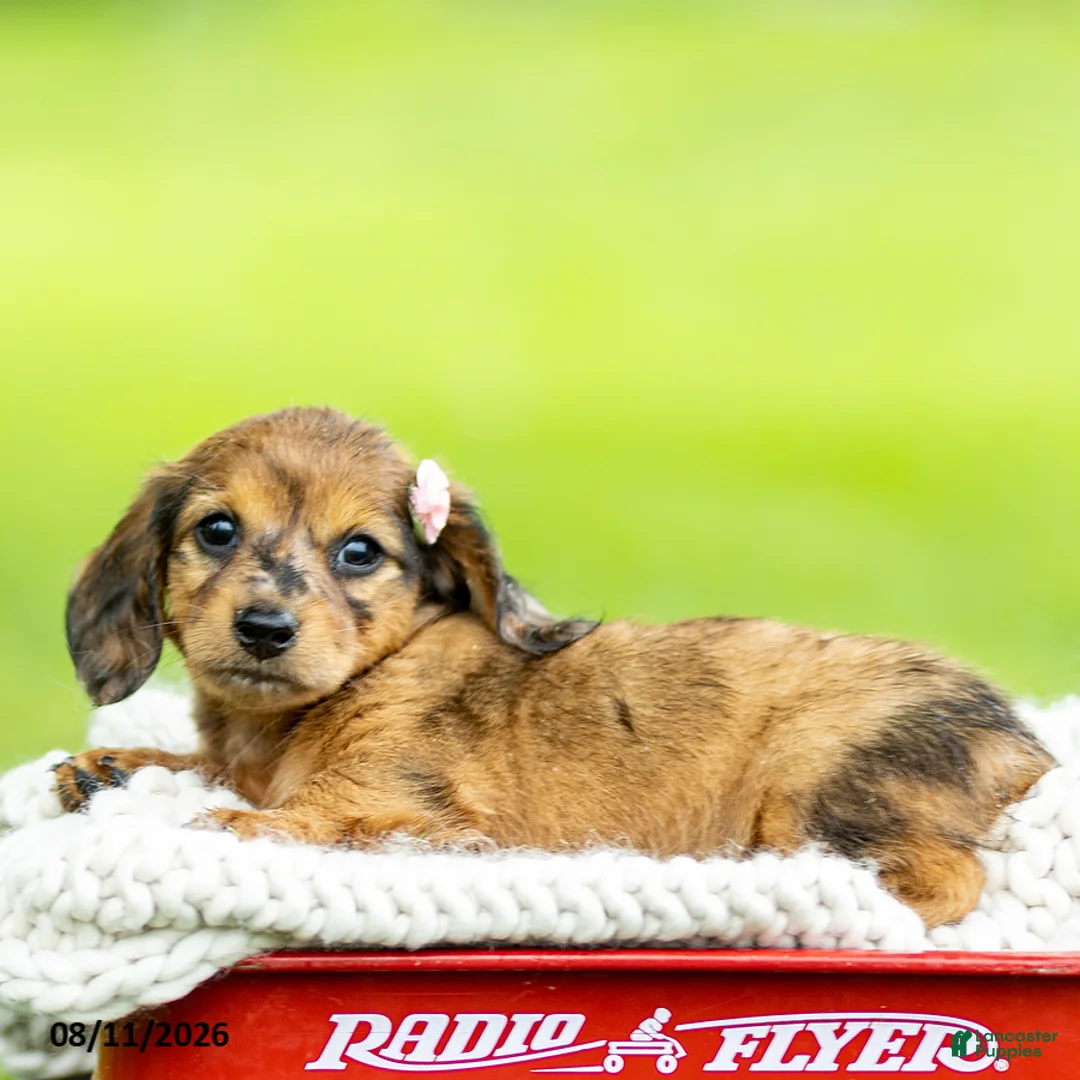 Miniature Dachshund dogs for sale: Brittany - Ad 3