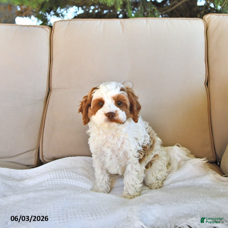Cavapoo dogs for sale: Cooper - Ad 3
