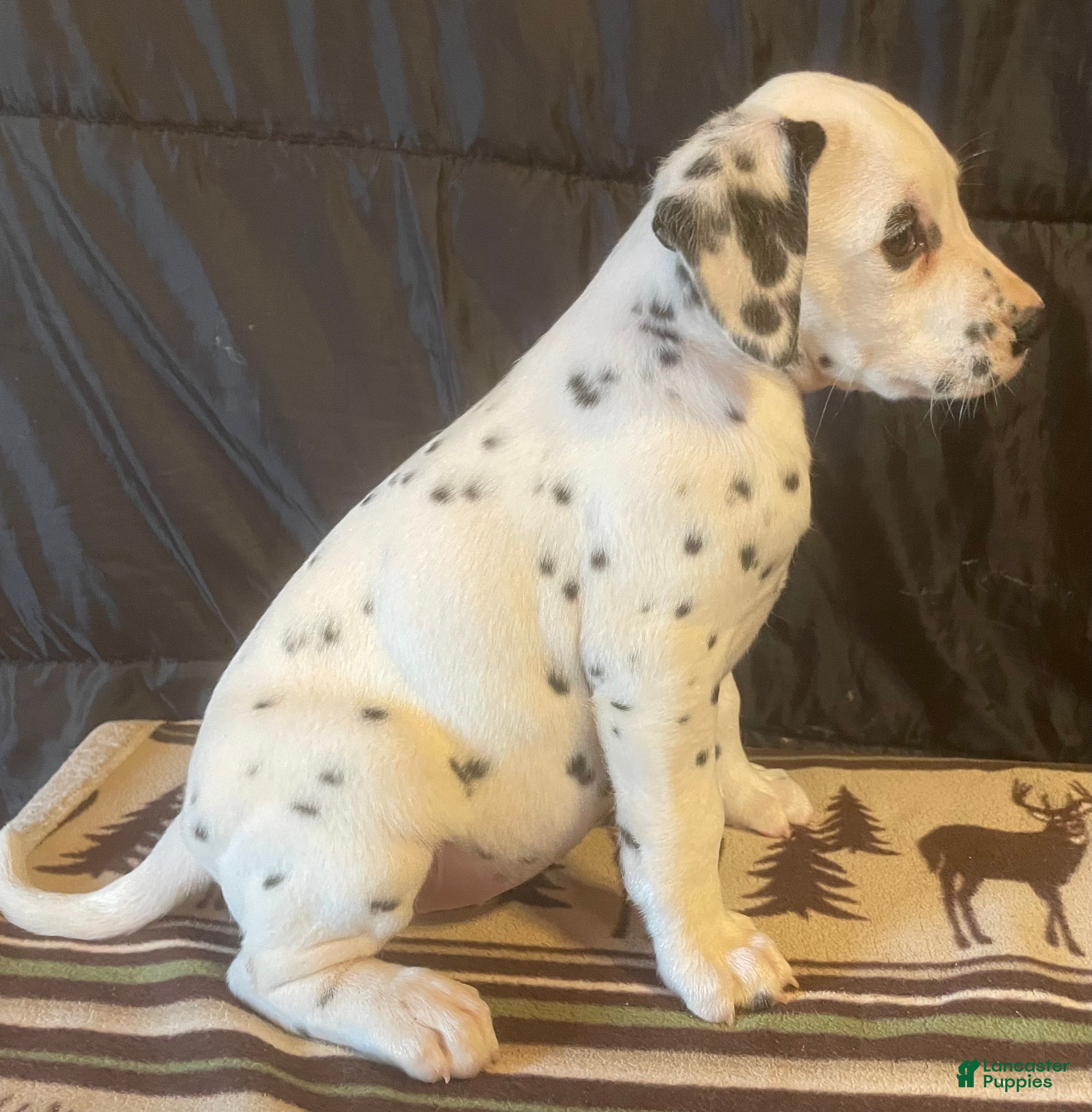 Dalmatian dogs Sugar - Ad 2