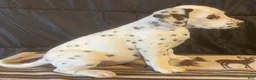 Dalmatian dogs for sale: Sugar - Ad 2