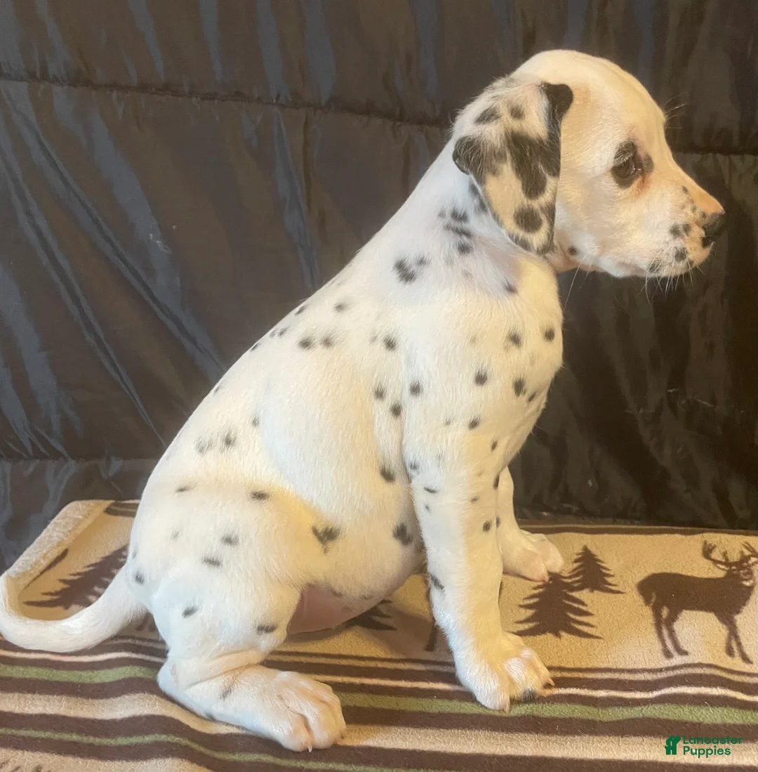 Dalmatian dogs for sale: Sugar - Ad 2