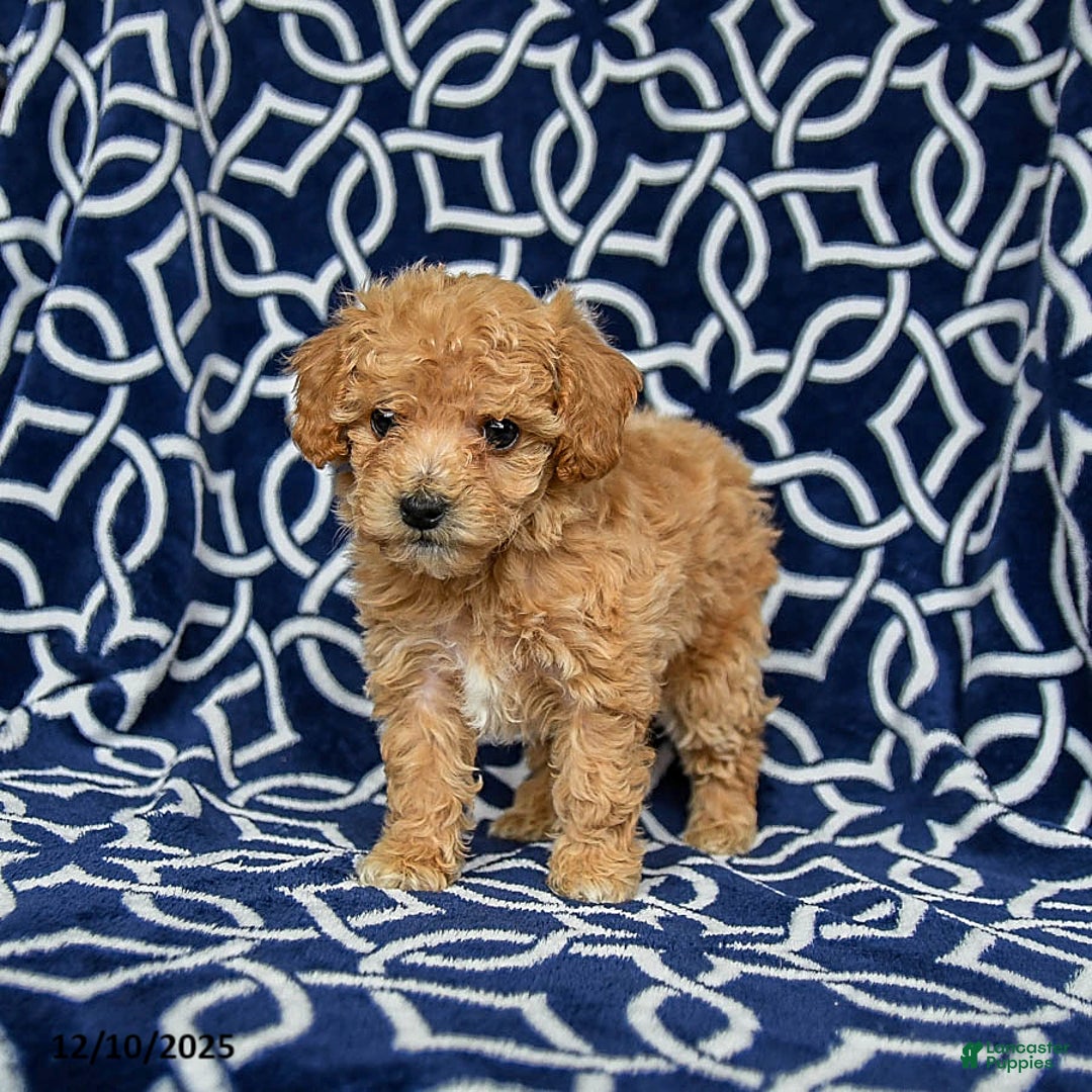 Bichpoo dogs for sale: Roxy - Ad 3