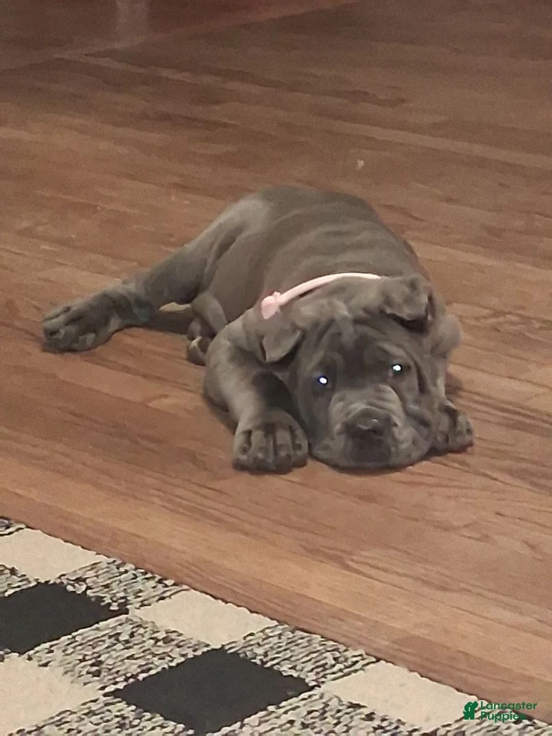 Cane Corso dogs for sale: Cane Corso Puppy 1 - Ad 2