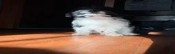 Pomapoo dogs for sale: Booger - Ad 9