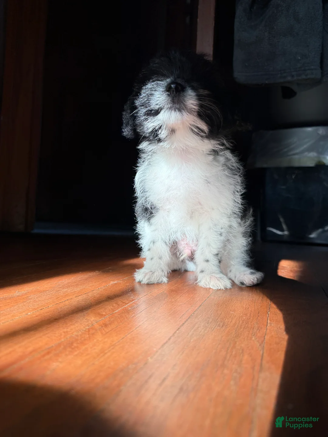 Pomapoo dogs for sale: Booger - Ad 9