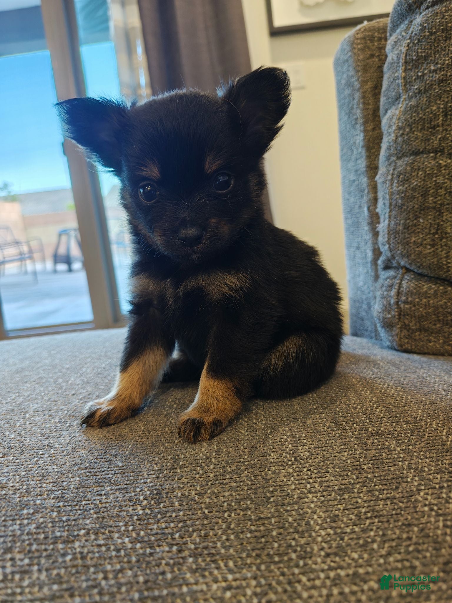 Pomeranian dogs Pomeranian 2 - Ad 5