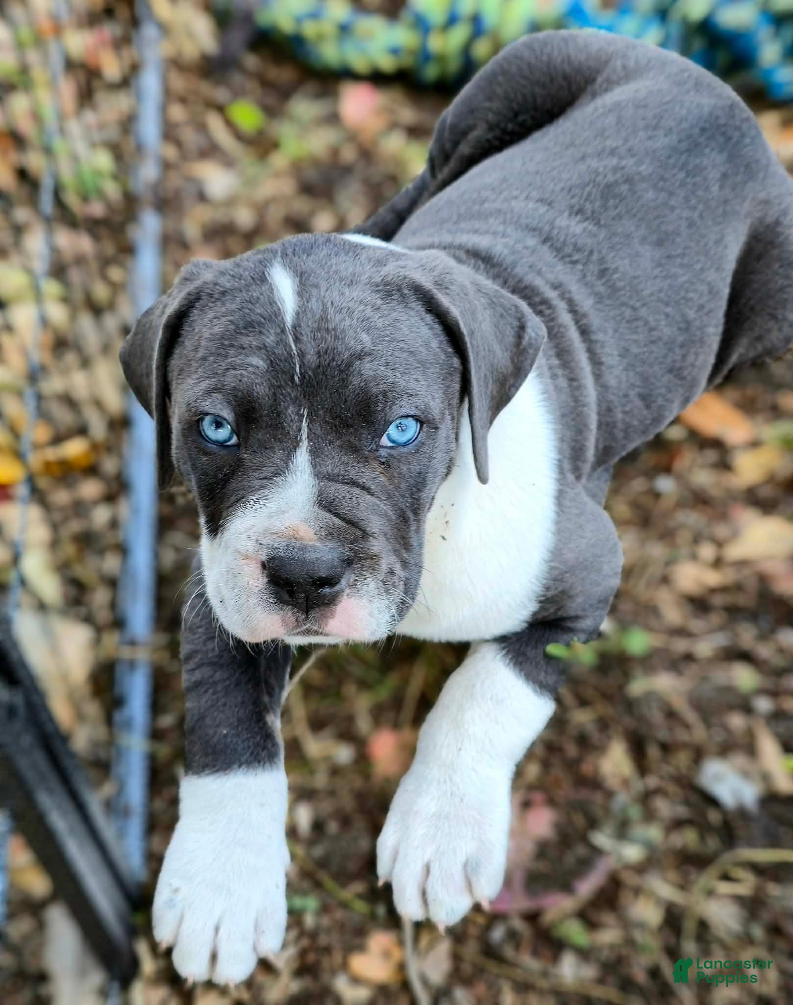 Cane Corso dogs Gunner - Ad 1