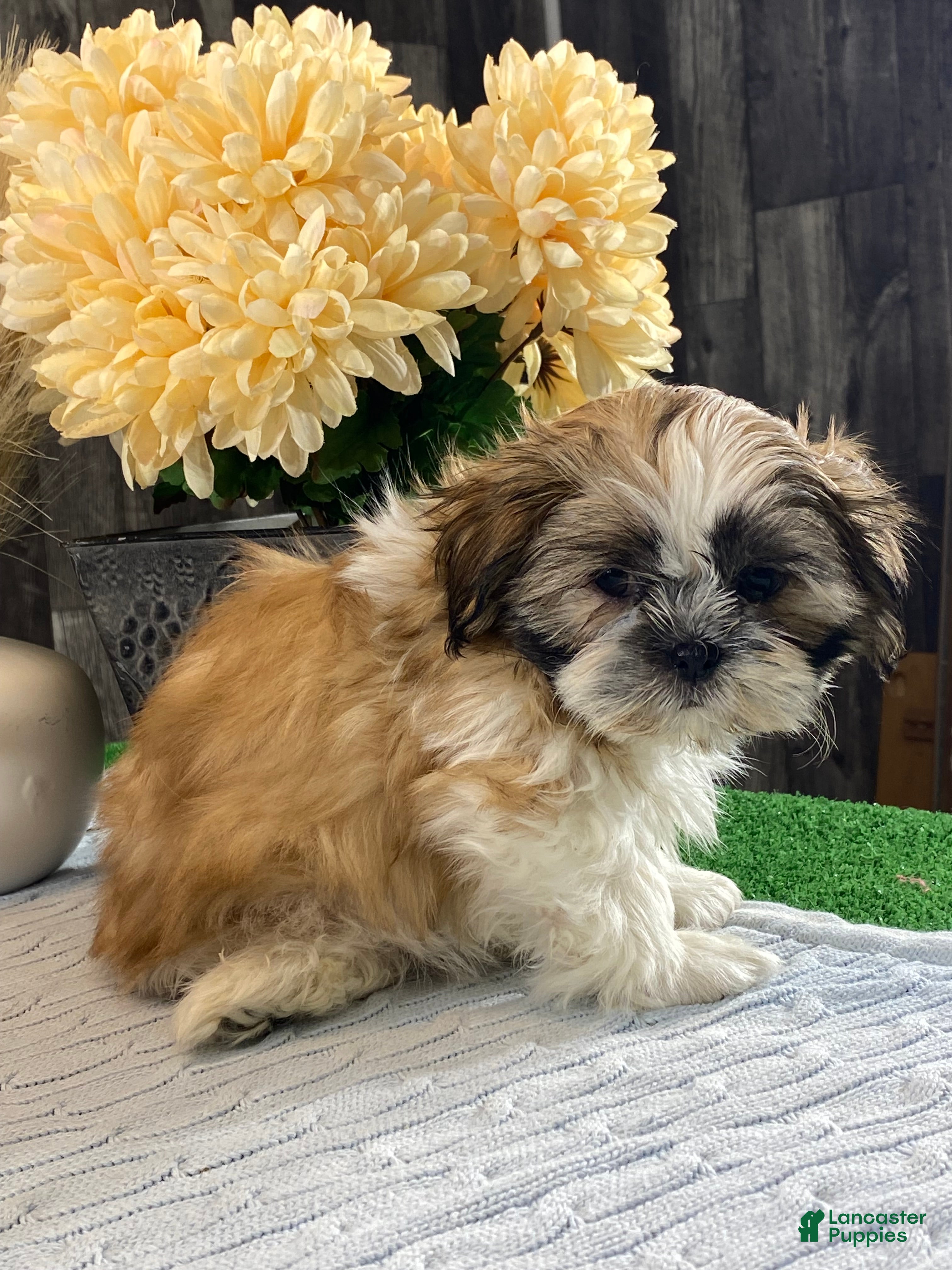 Shih Tzu dogs Sarge - Ad 4
