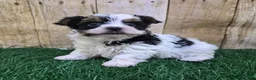 Biewer Terrier dogs for sale: Valentino Male Biewer Terrier - Ad 5