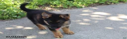 German Shepherd dogs for sale: Bill - Ad 3