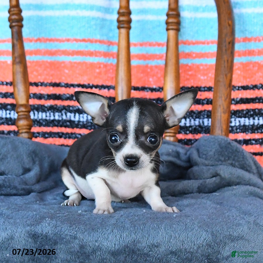 Chihuahua dogs Sage - Ad 1