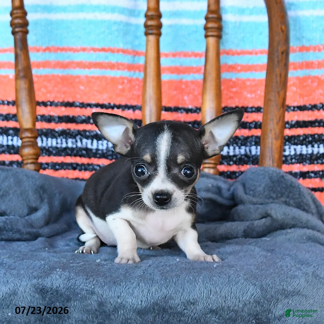 Chihuahua dogs for sale: Sage - Ad 1