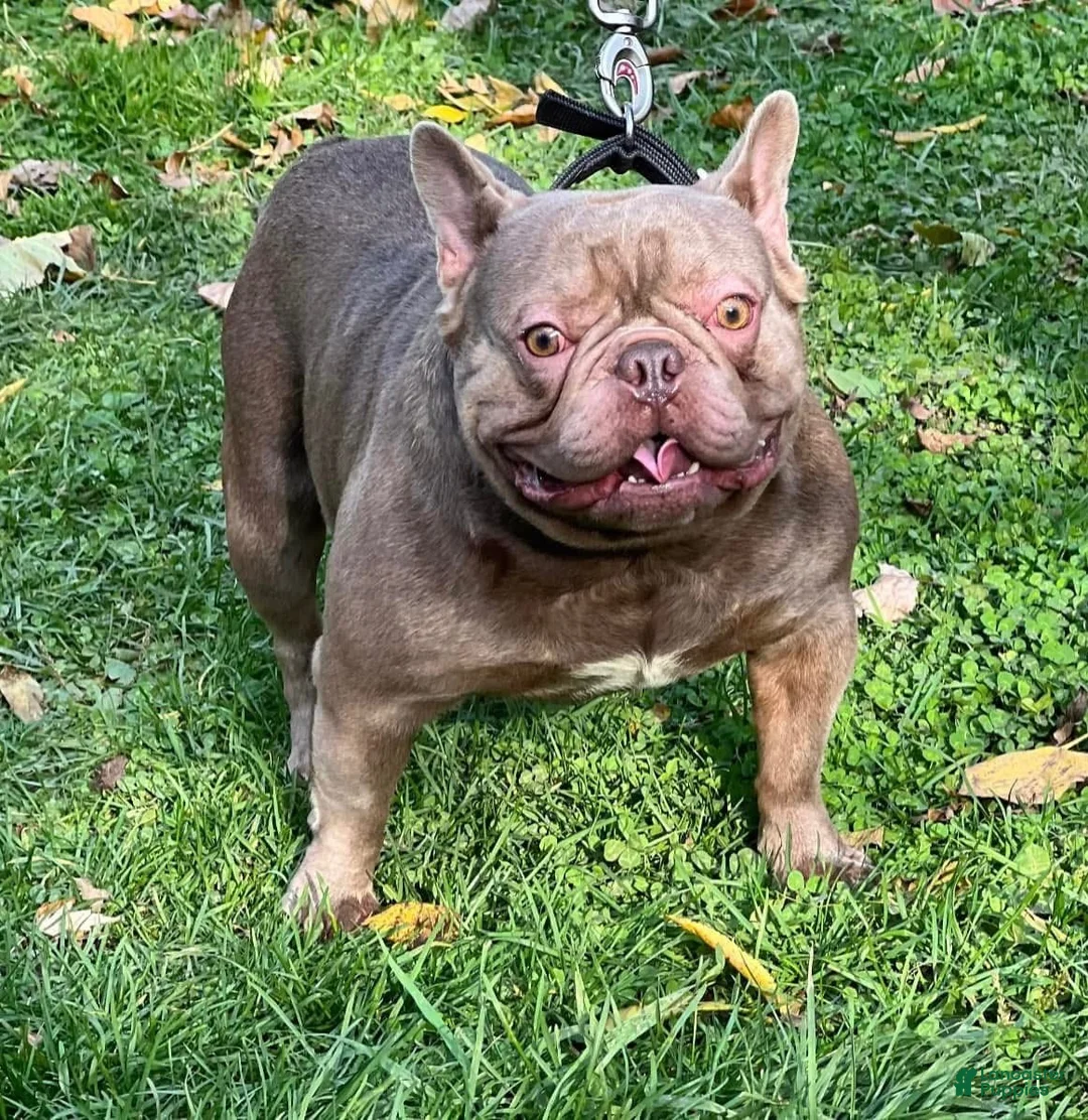 French Bulldog dogs for sale: BRUTUS - Ad 2