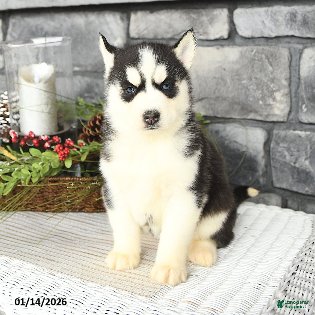 Siberian Husky dogs for sale: Libby - Ad 4