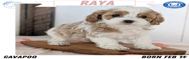 Raya