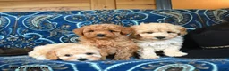 Cavapoo dogs for sale: Shasta - Ad 2