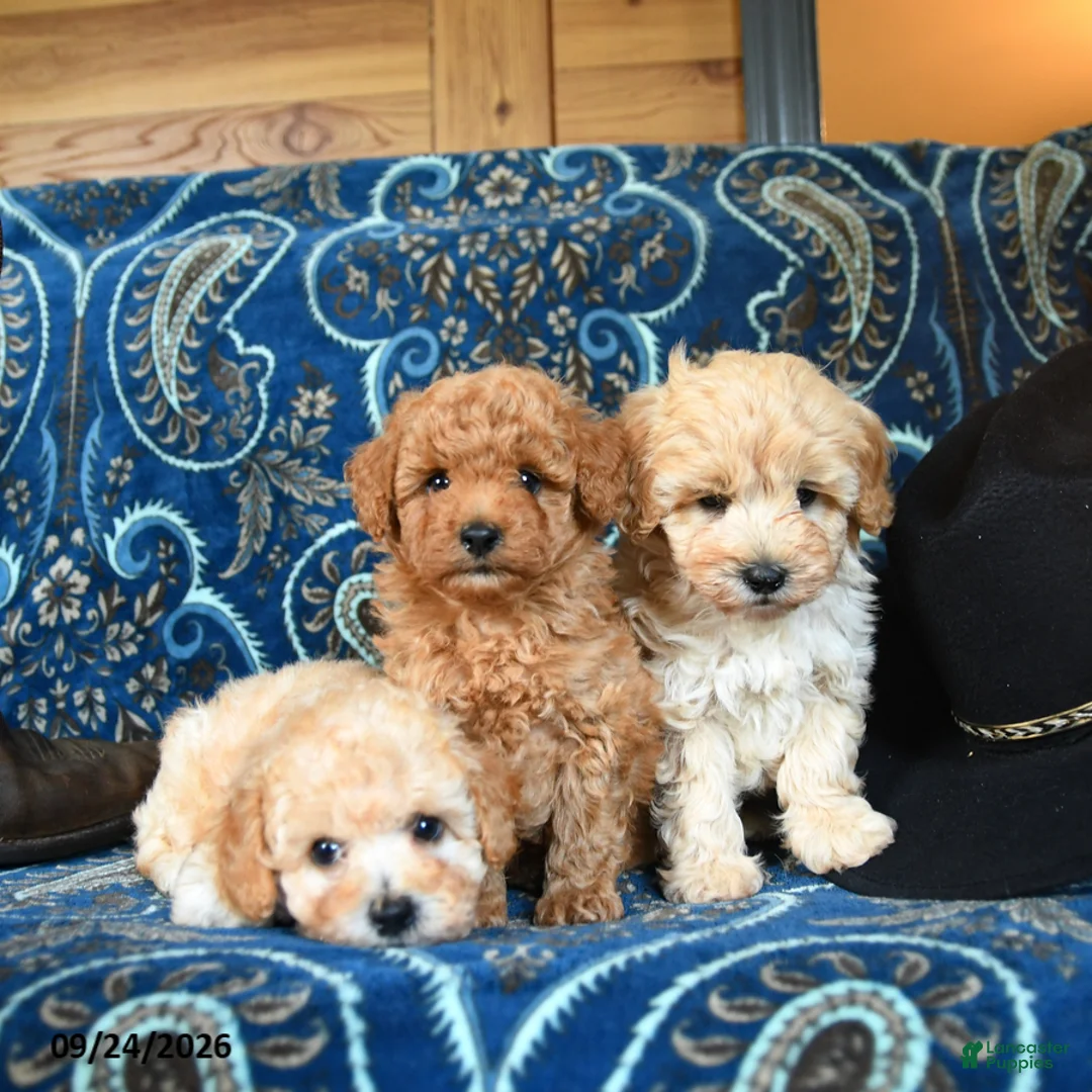 Cavapoo dogs for sale: Shasta - Ad 2