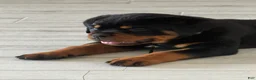 Rottweiler dogs for sale: Bristol - Ad 2
