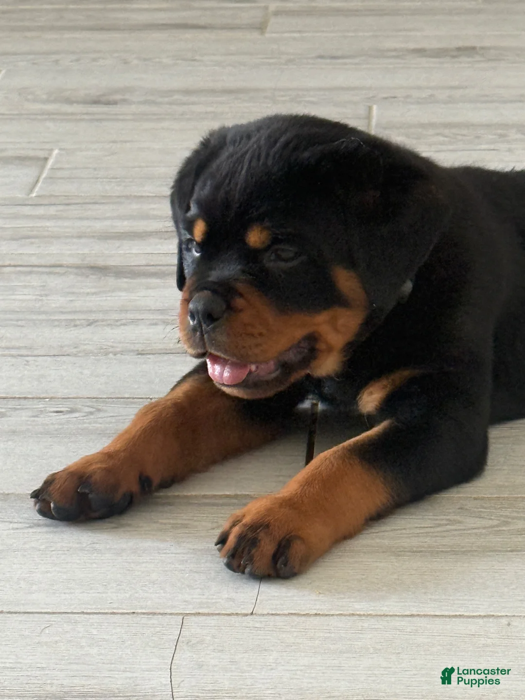 Rottweiler dogs for sale: Bristol - Ad 2