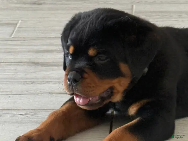 Rottweiler dogs Bristol - Ad 2