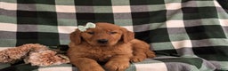 Golden Retriever dogs for sale: Egypt - Ad 7