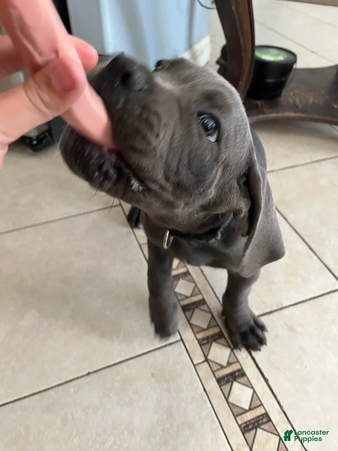Cane Corso dogs for sale: Cane Corso 2 - Ad 2