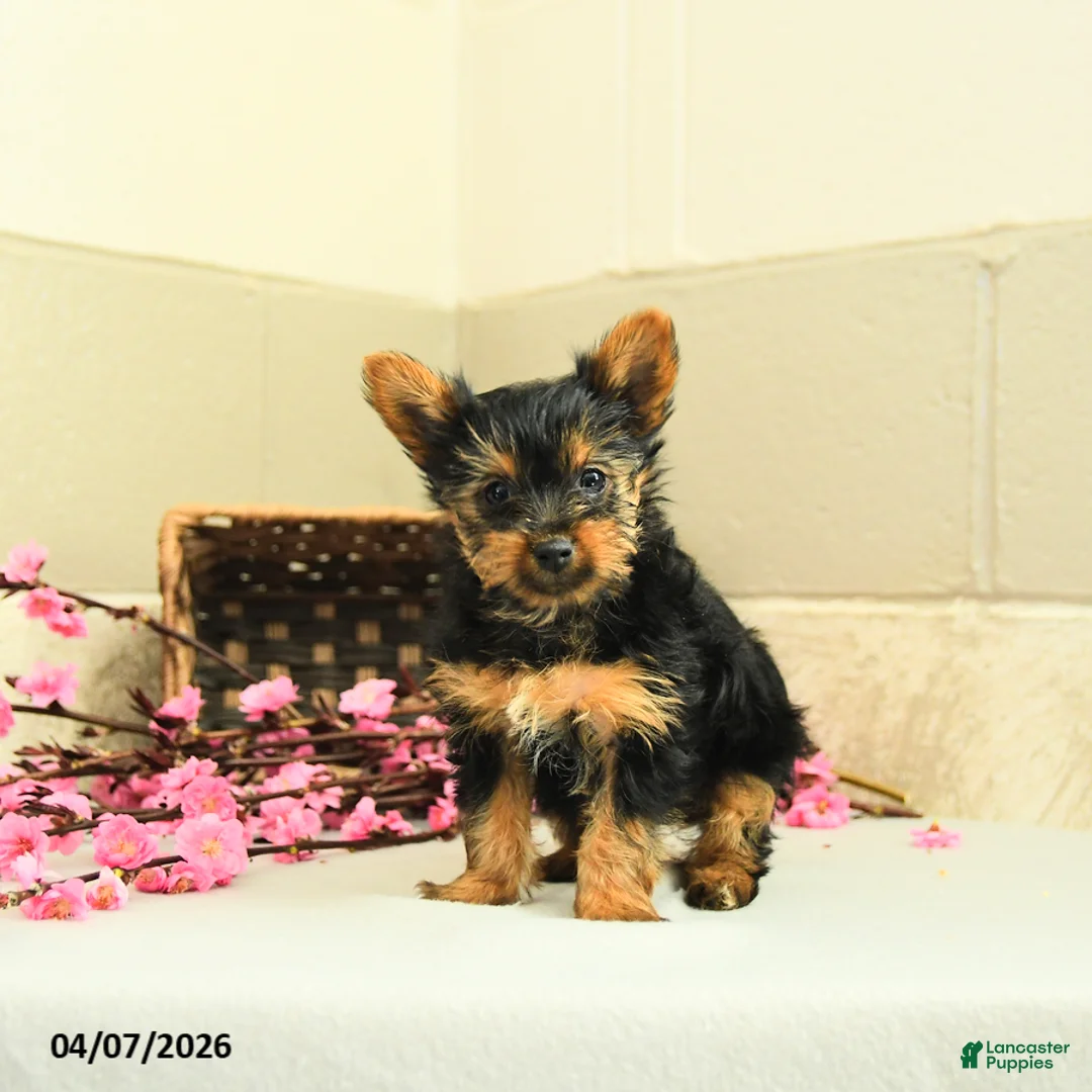 Yorkshire Terrier dogs for sale: Sugar - Ad 3