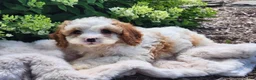 Cavapoo dogs for sale: Valentine - Ad 8