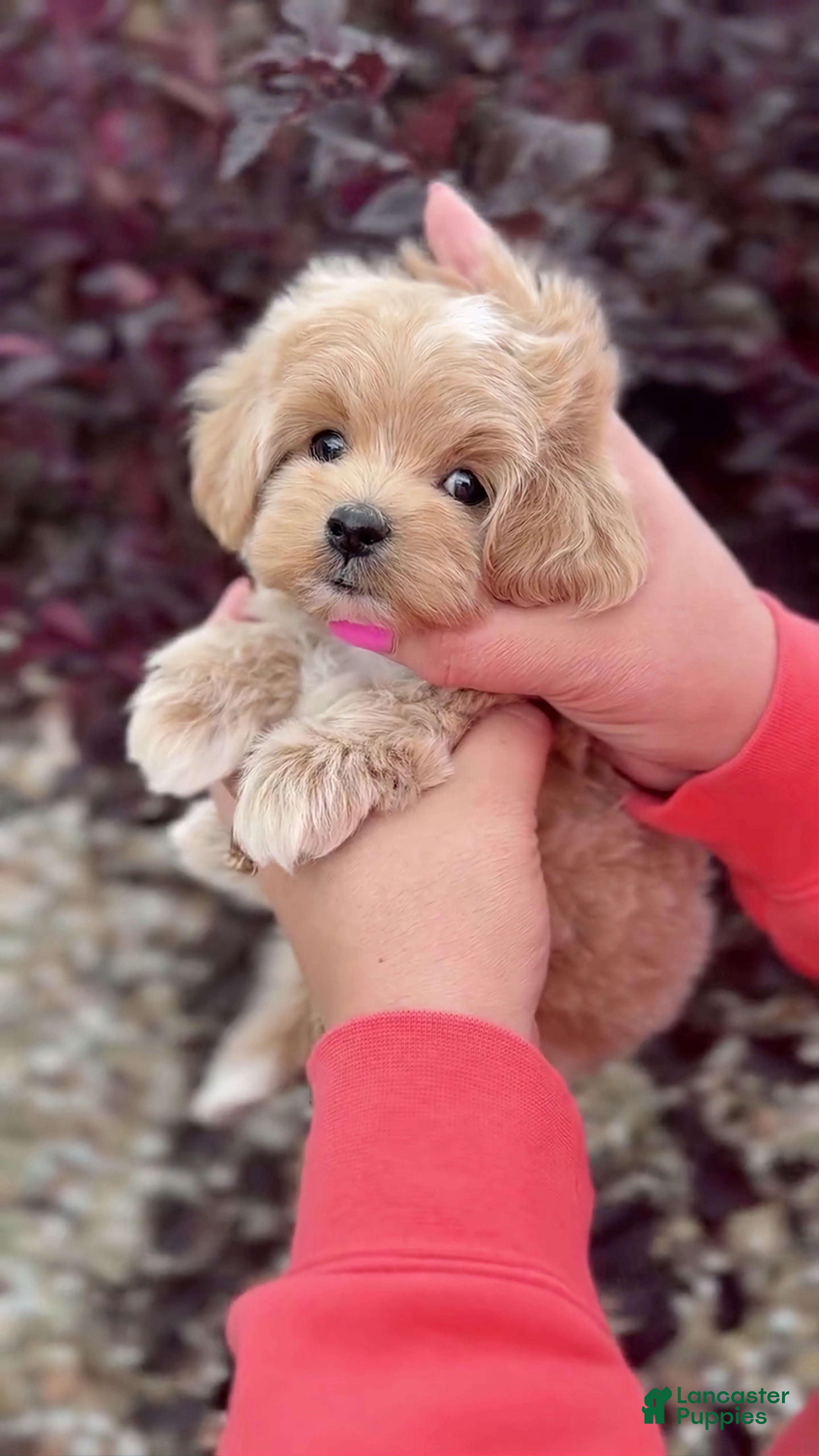 Maltipoo dogs Owen - Ad 6