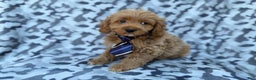 Cockapoo dogs for sale: Comet - Ad 9