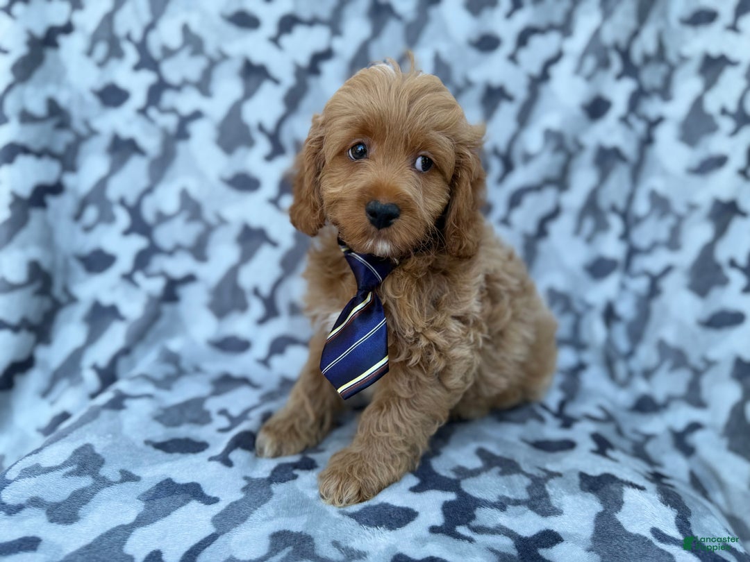 Cockapoo dogs for sale: Comet - Ad 9