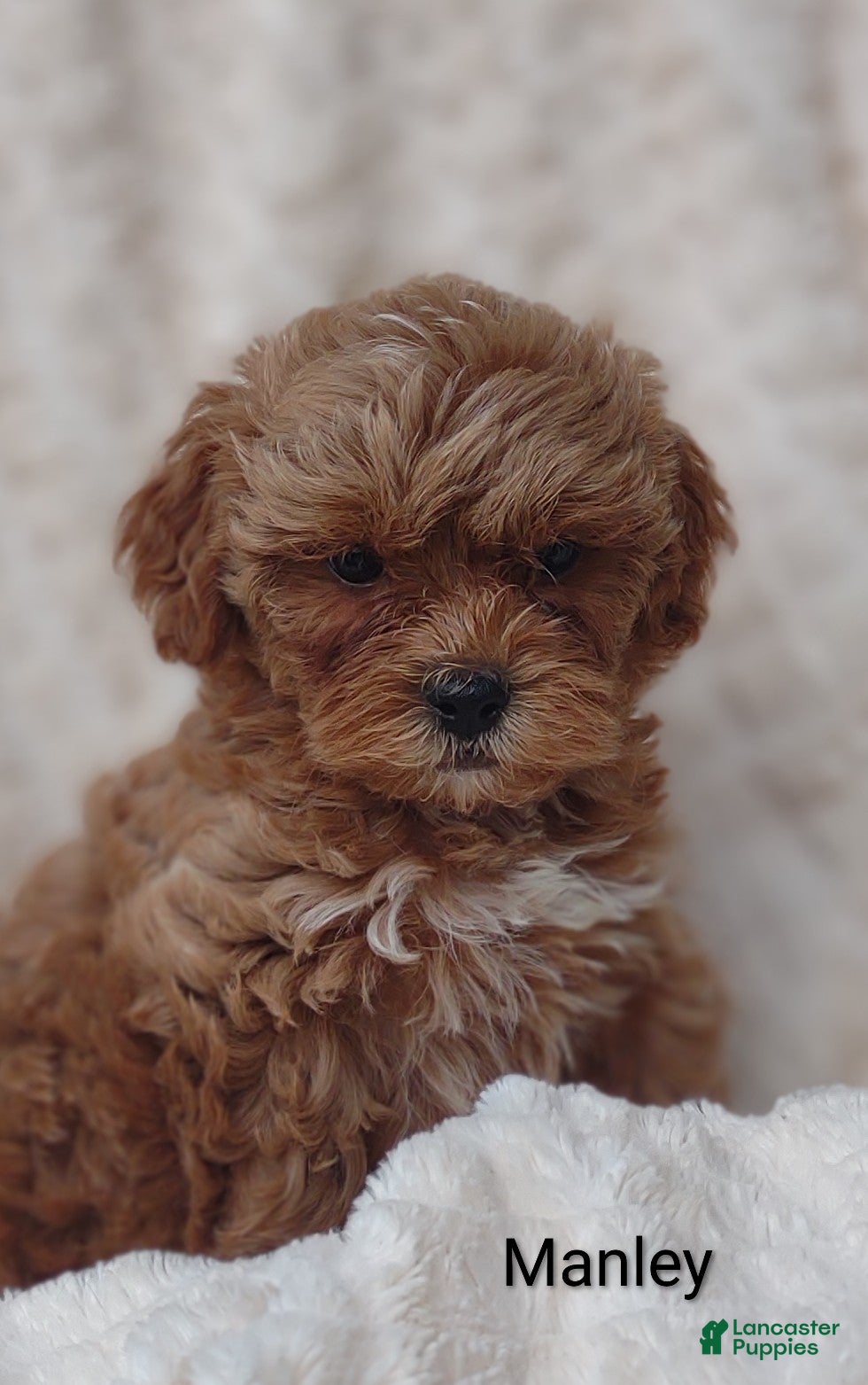 Shihpoo dogs Shihpoo Puppy 2 Manley  - Ad 1