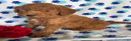 Mini Goldendoodle dogs for sale: Hank - Ad 2