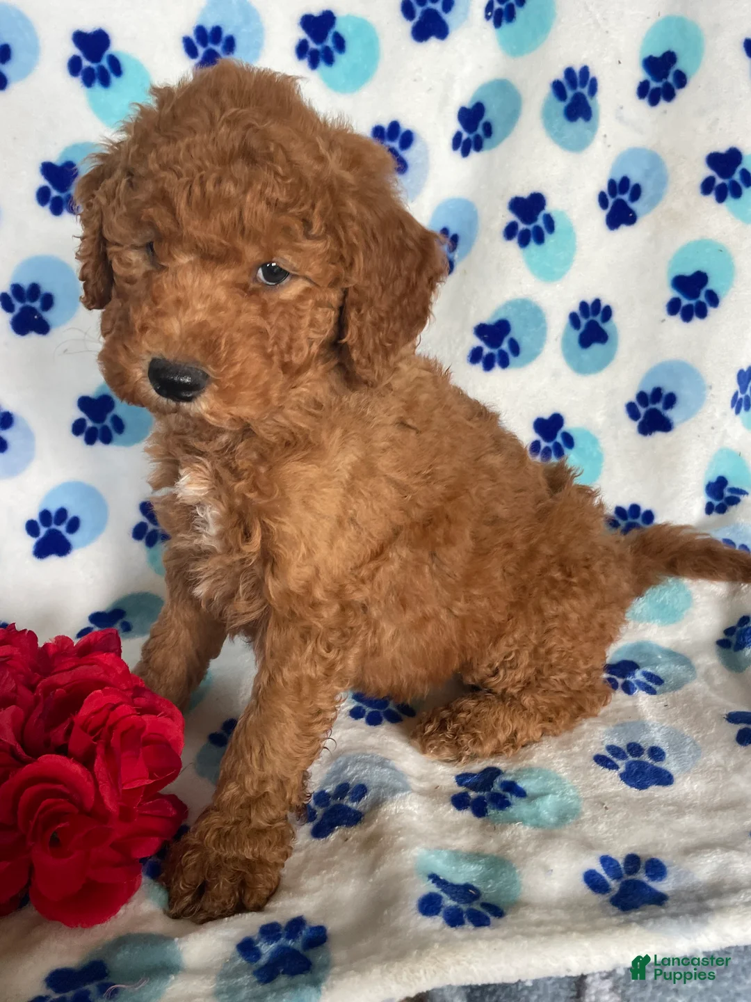 Mini Goldendoodle dogs for sale: Hank - Ad 2