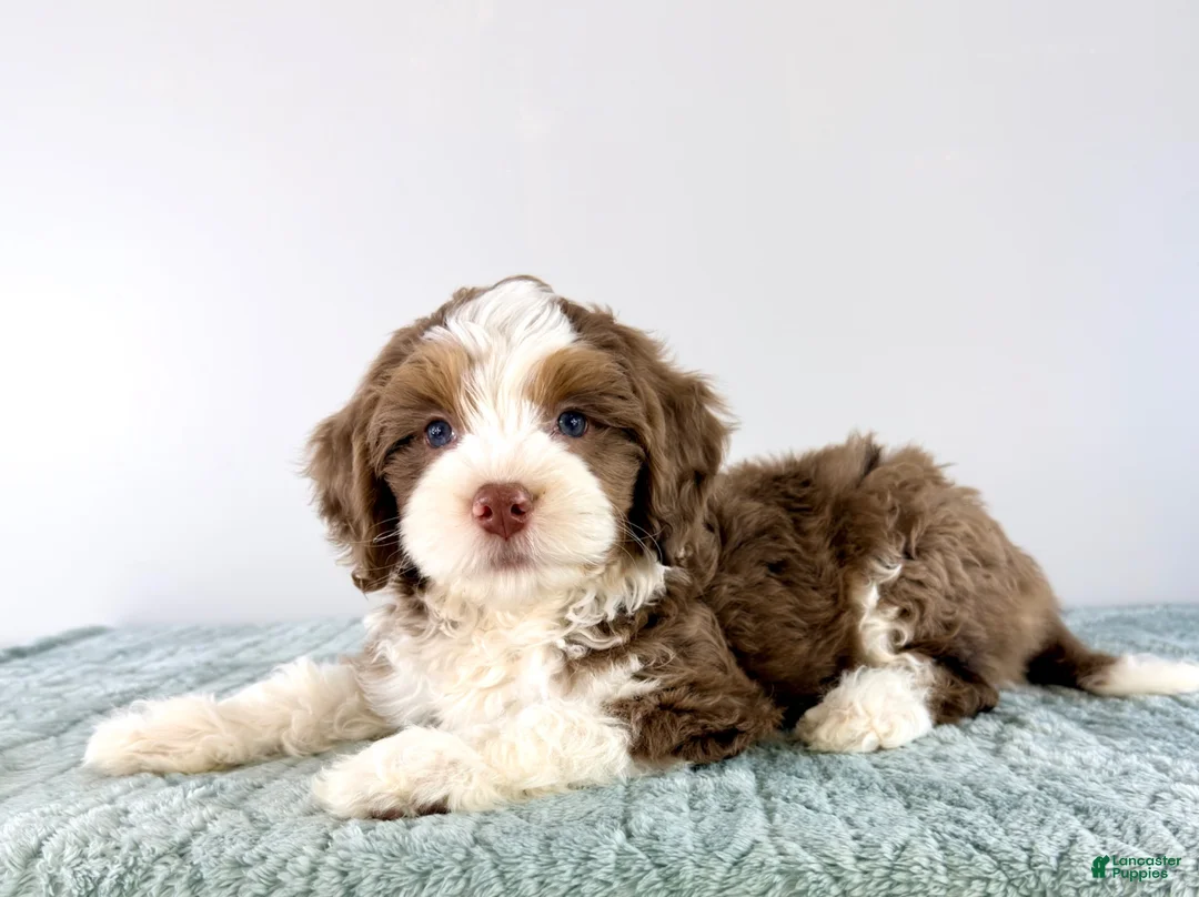 Bernedoodle dogs for sale: Carl - Ad 1