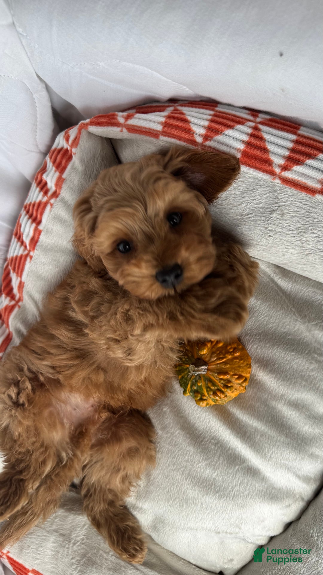 Cockapoo dogs for sale: ⭐️Cooper – The Golden Boy of the Litter 🐾🧡 - Ad 8