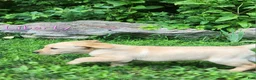 Labrador Retriever dogs for sale: Liberty - Ad 5