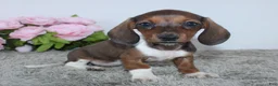 Miniature Dachshund dogs for sale: Joy - Ad 4