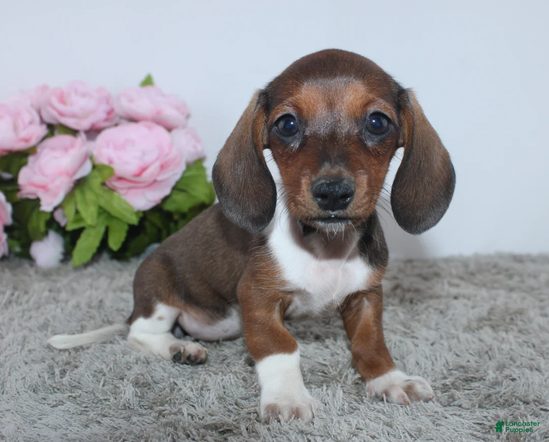 Miniature Dachshund dogs for sale: Joy - Ad 4