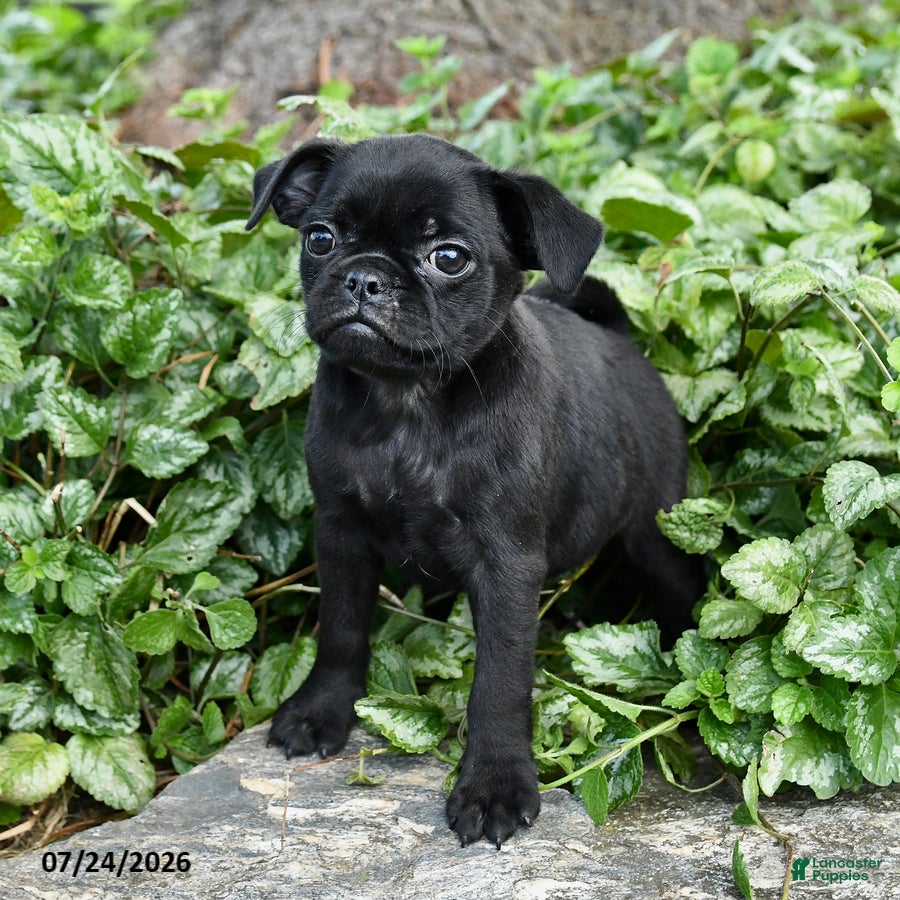 Pug dogs Dolly - Ad 2