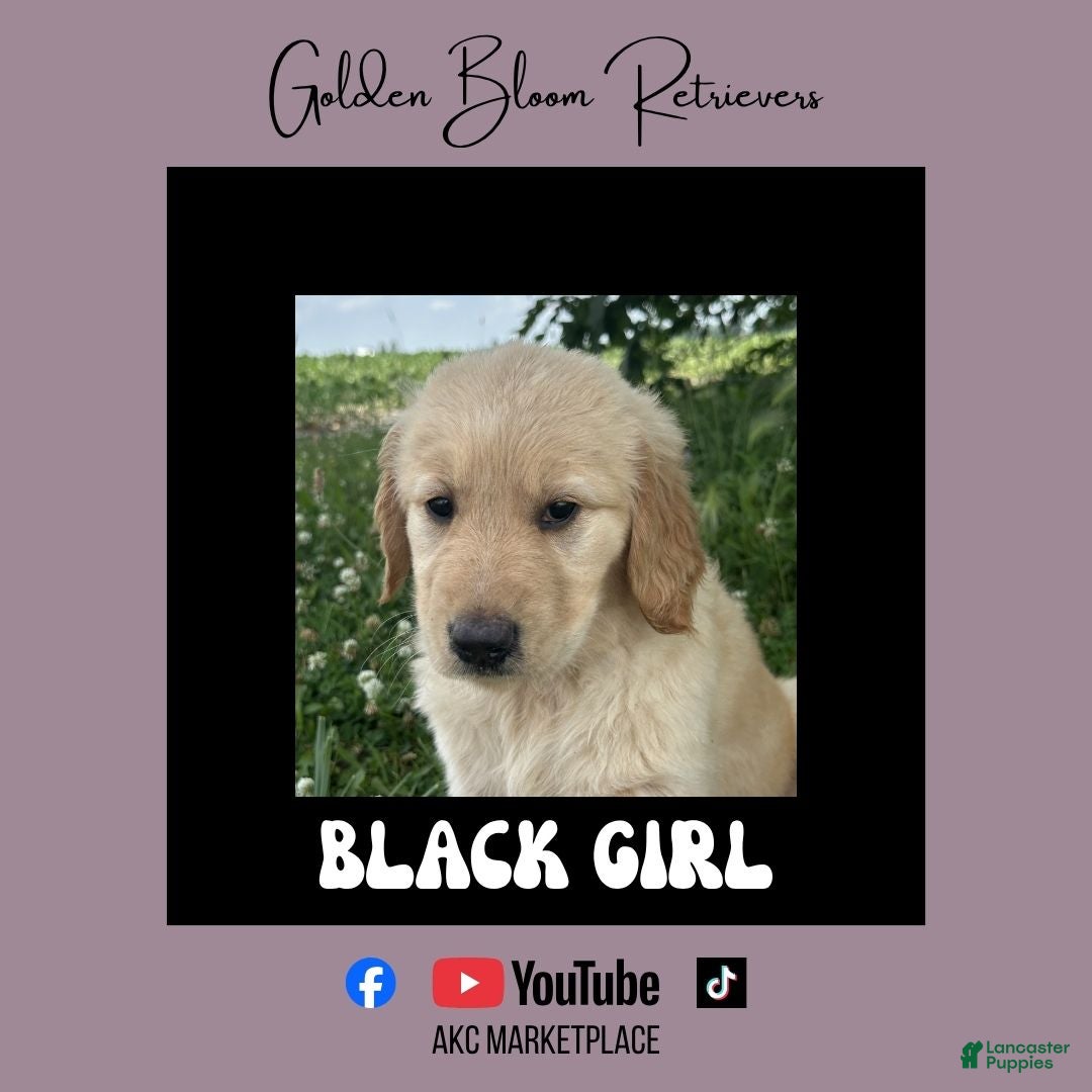 Golden Retriever dogs for sale: Black Girl - Ad 4