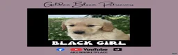 Golden Retriever dogs for sale: Black Girl - Ad 1