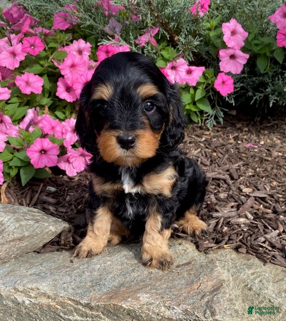 Cavapoo dogs Magic - Ad 1
